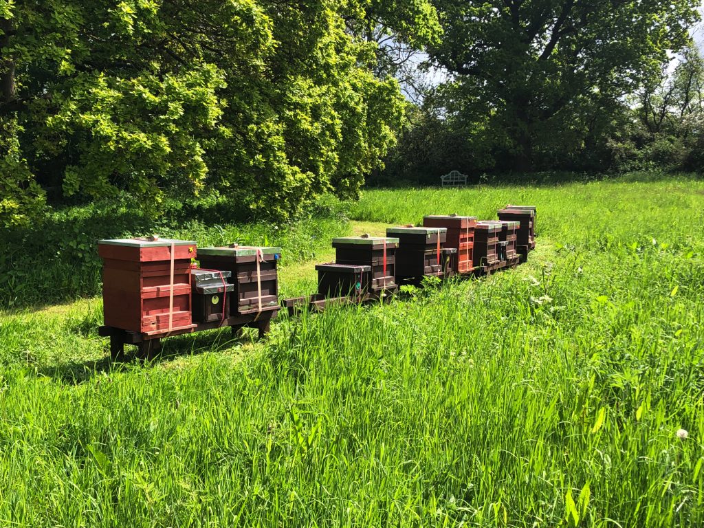 Bee Marvellous Apiary in Spring 2023