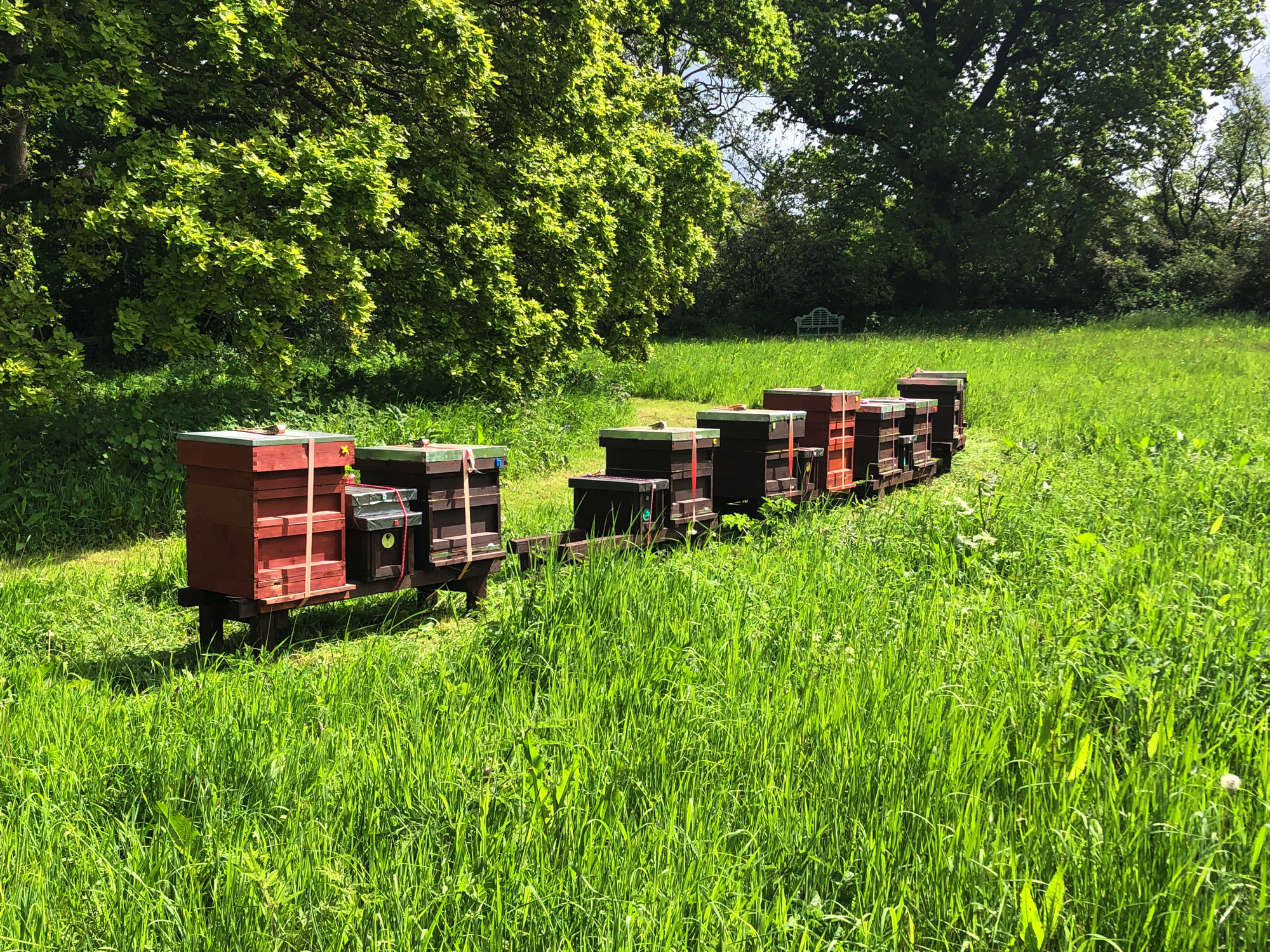 Hosting Bees – Would You Like To Help Honey Bees?