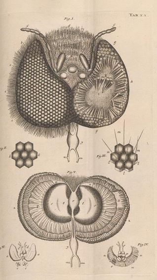 Jan Swammerdam Bee Optic Nerve Illustration