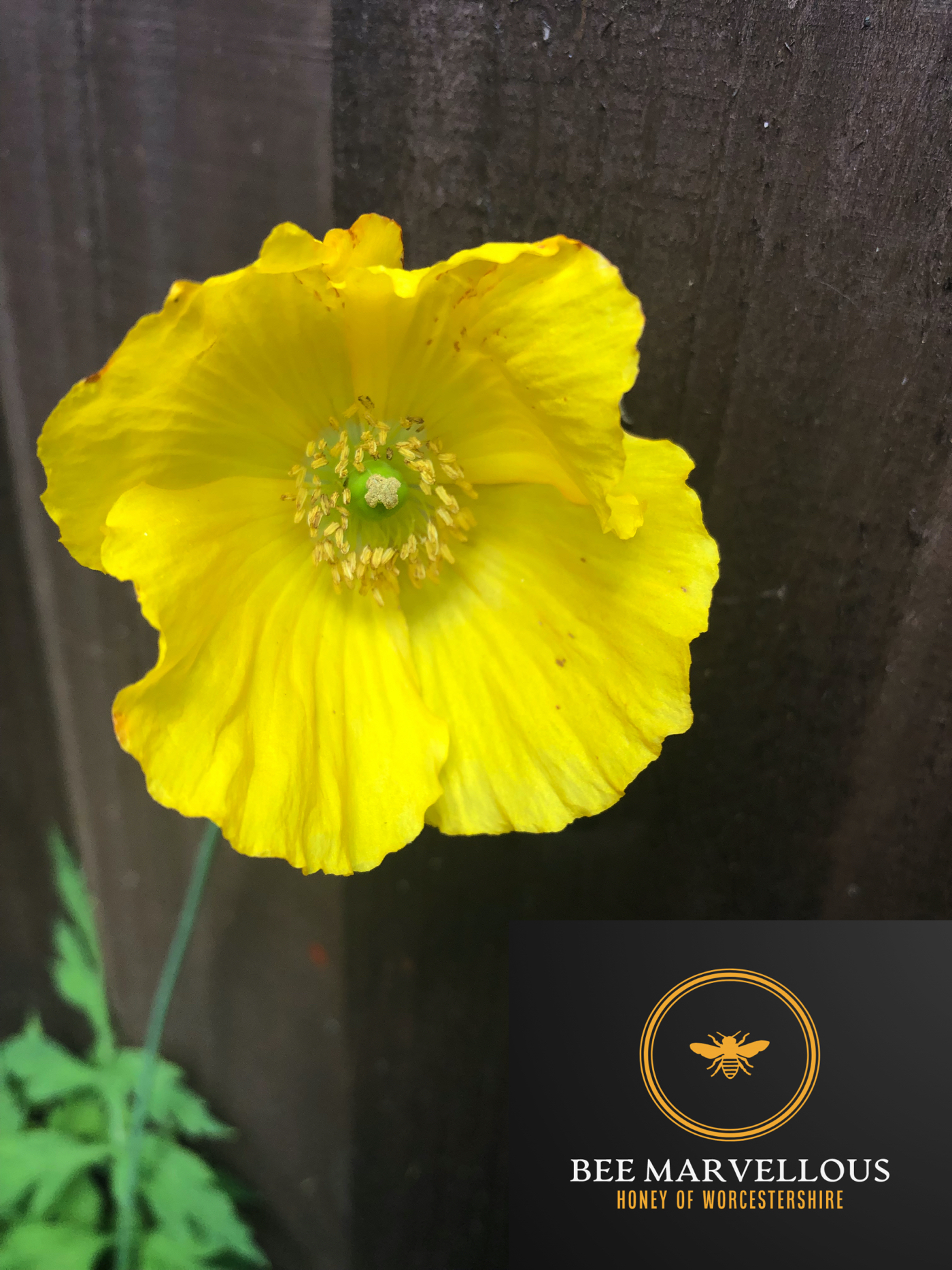Yellow Welsh Poppy