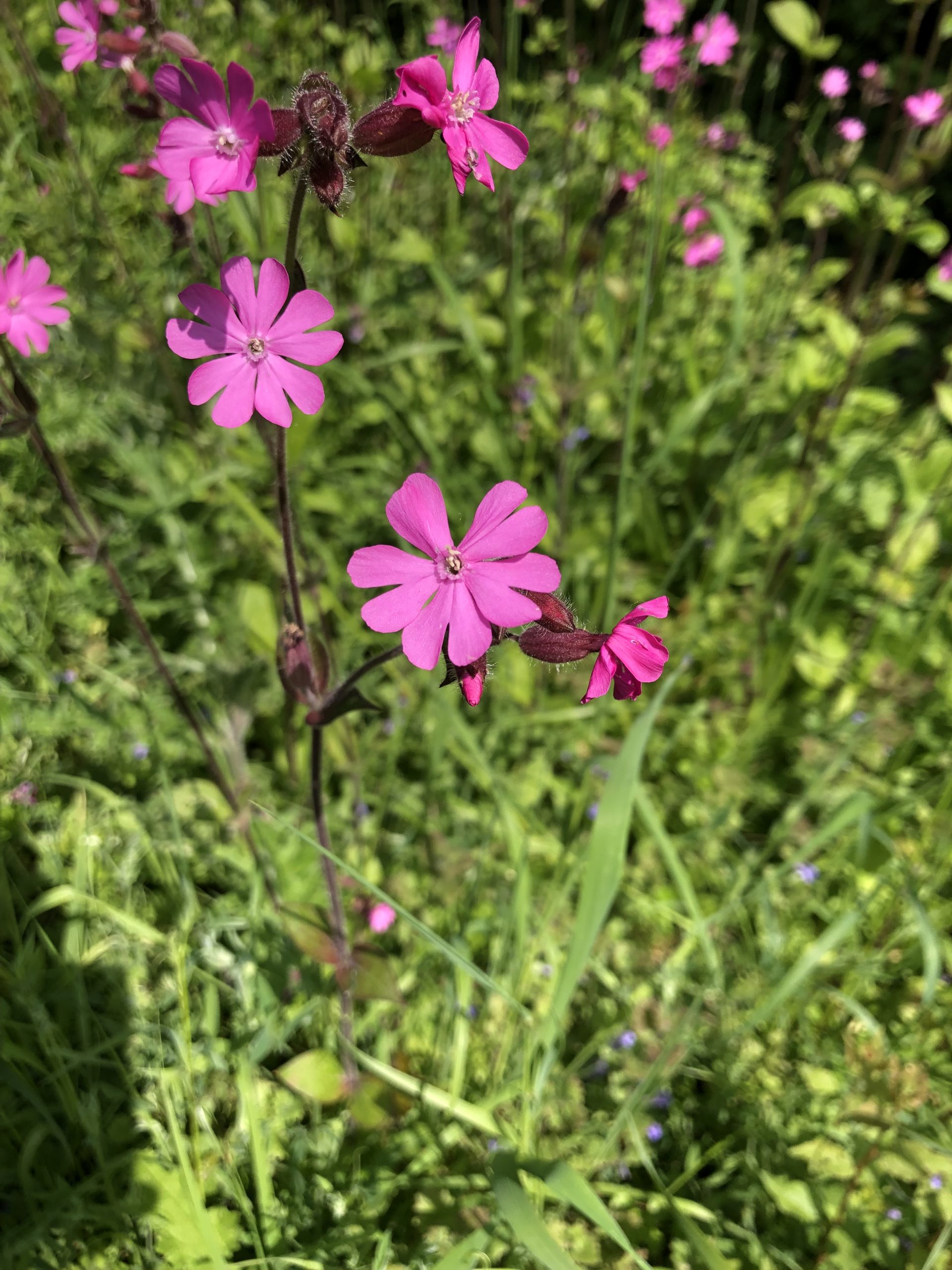 Red Campion Flower