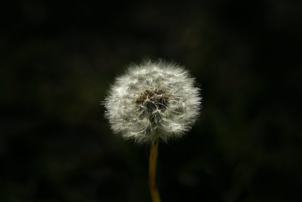 A Dandelion About To Release Its Pollinated Seeds