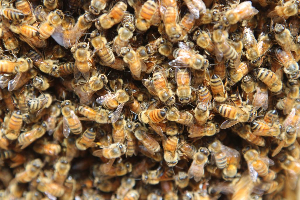 Honey Bees Clustering