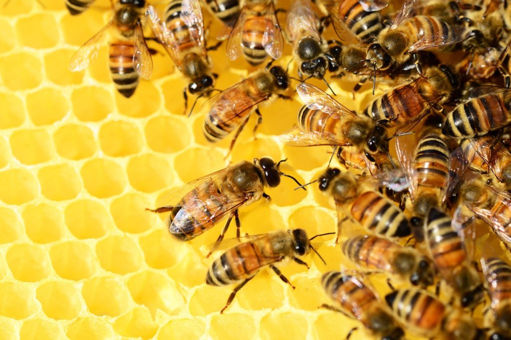 Honey Bees On Wax Comb Making Honey