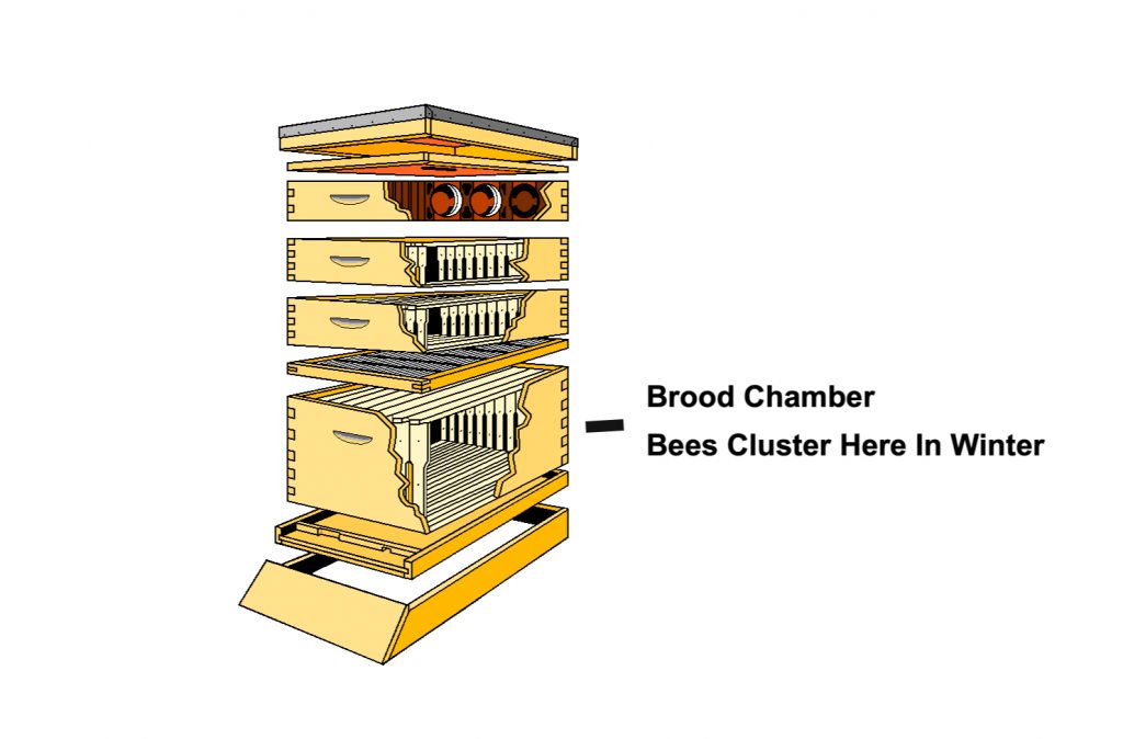 Illustration of Where Honey Bee Cluster In Winter
 