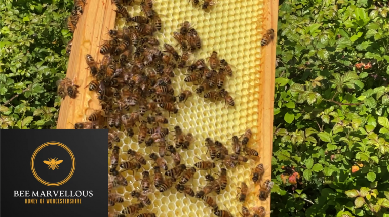 The Role of Bees in Pollination: Why Protecting Them Matters for Our ...