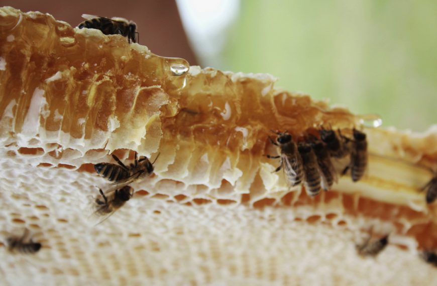 Local English Honey vs Manuka Honey: A Comprehensive Comparison